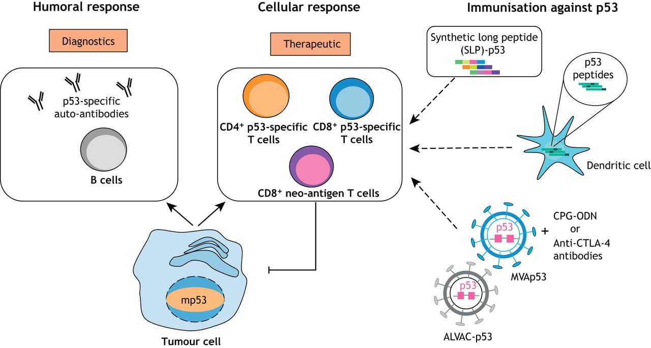 Modulation of immune responses by the tumor suppressor p53 ...